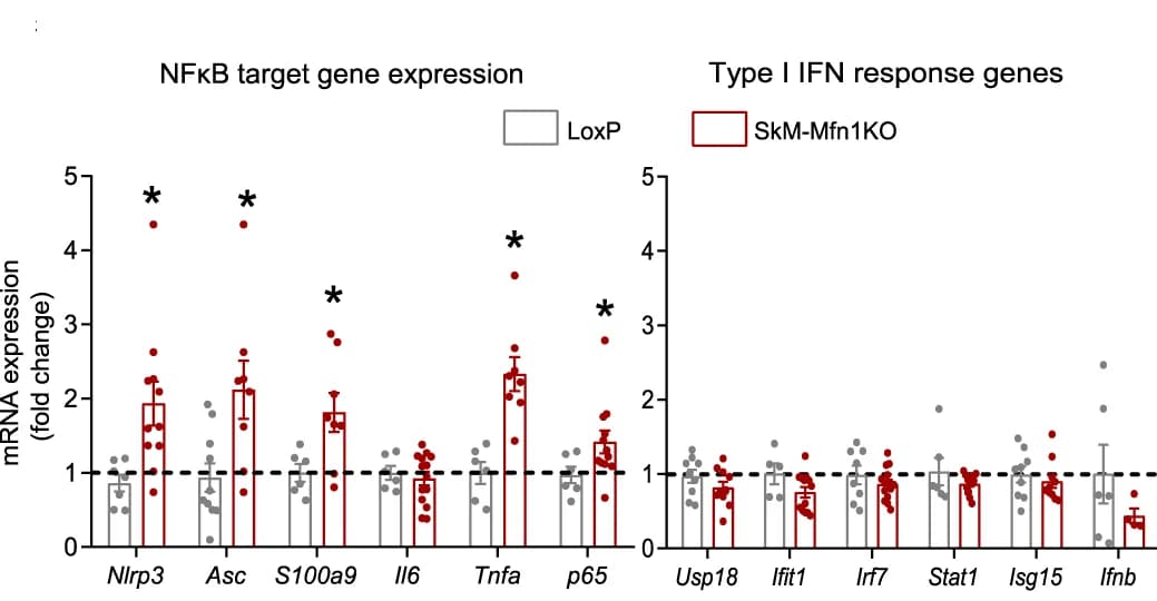 Open access visualization of Bar Plot, Error Bars, Scatter Plot, NFkB Target, Type I IFN Response