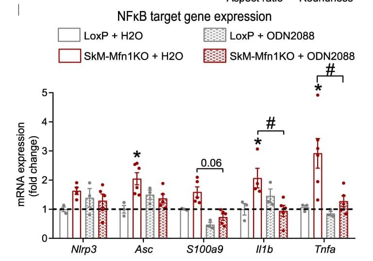 Open access visualization of Bar Plot, Error Bars, Scatter Plot, NFkB Target, Gene Expression