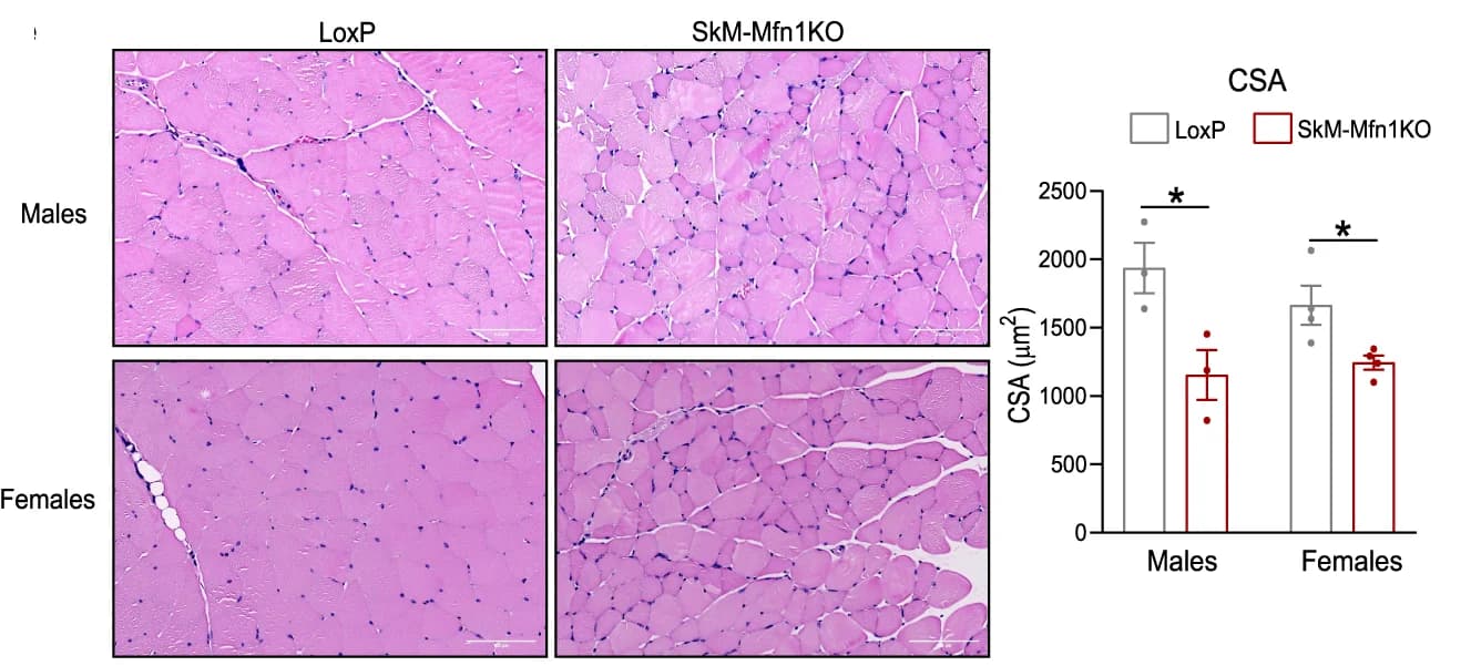Open access visualization of Bar Plot, Error Bars, Microscopy, Hematoxylin/Eosin Staining, Cross-sectional Sections