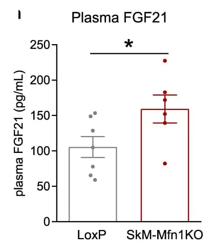 Open access visualization of Bar Plot, Error Bars, Plasma FGF21, LoxP, SkM-Mfn1KO