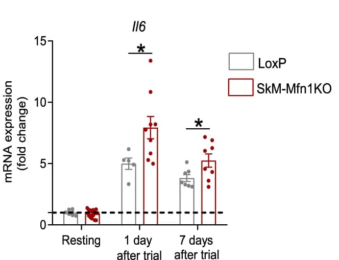 Open access visualization of Bar Plot, Error Bars, Scatter Plot, Il6 Expression, Quadriceps Muscles