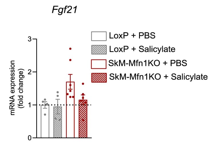 Open access visualization of Bar Plot, Error Bars, Scatter Plot, Fgf21 mRNA Levels, Quadriceps Muscles