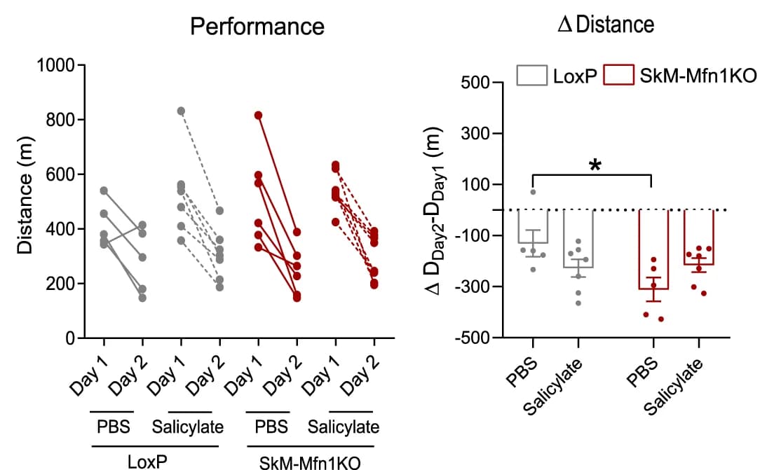 Open access visualization of Scatter Plot, Error Bars, Treadmill Test, Distance Run, LoxP Mice