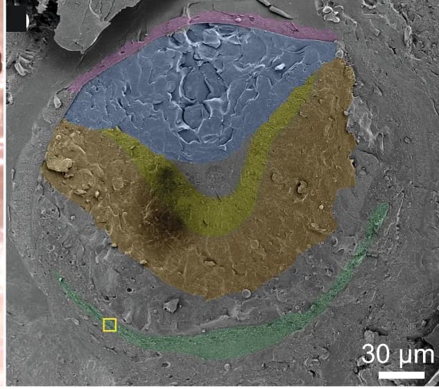 Open access visualization of Microscopy, Cryo-SEM, Micrograph, Freeze-fractured Eye, Juvenile Scallop