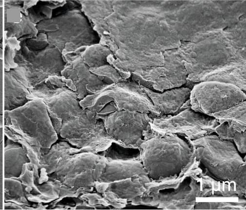 Open access visualization of Microscopy, Cryo-SEM, Micrographs, Mirror, Juvenile Scallop Eye