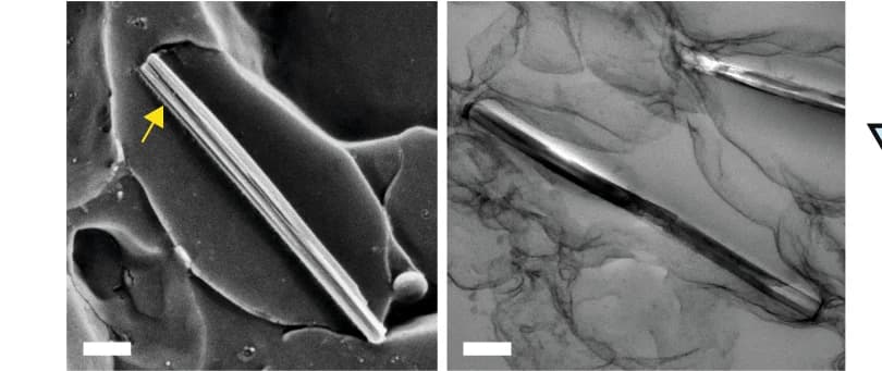 Open access visualization of Microscopy, Crystals, Iridosome Membrane, Intraluminal Fibrils, Scallops