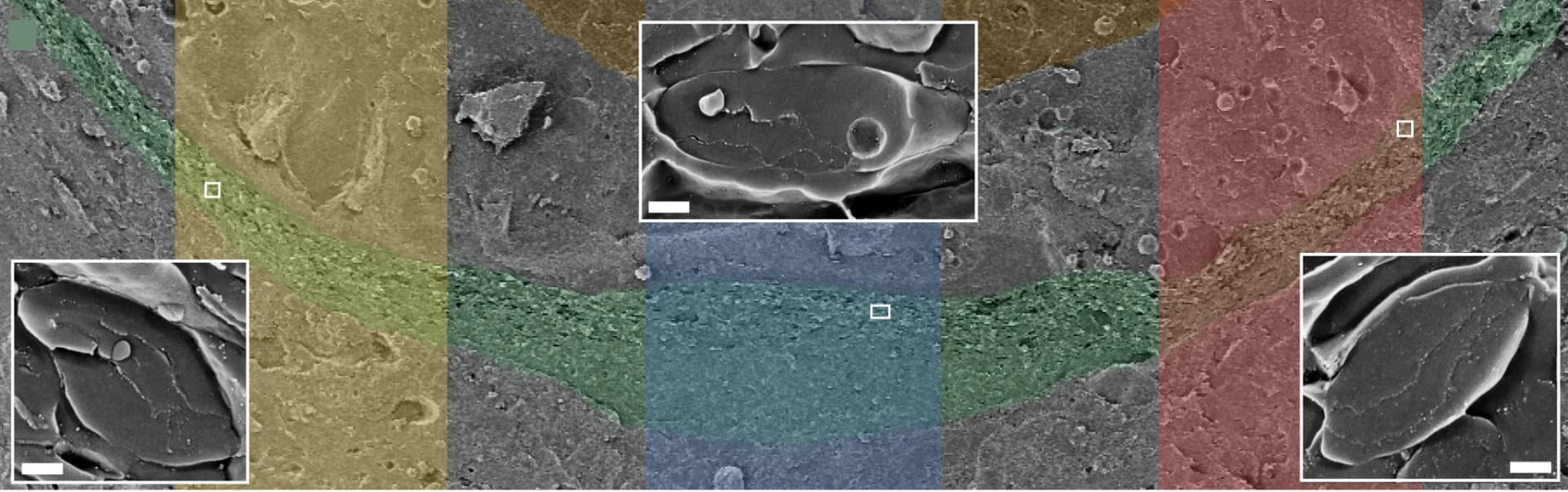 Open access visualization of Microscopy, Cryo-SEM, Mirror, Scallop Eye, Iridosomes