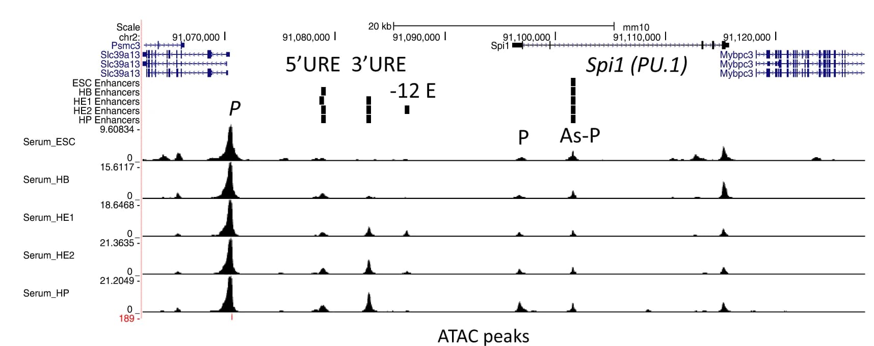 Open access visualization of Line Plot, Density Plot, UCSC Browser, Enhancers, ATAC-Seq Peaks