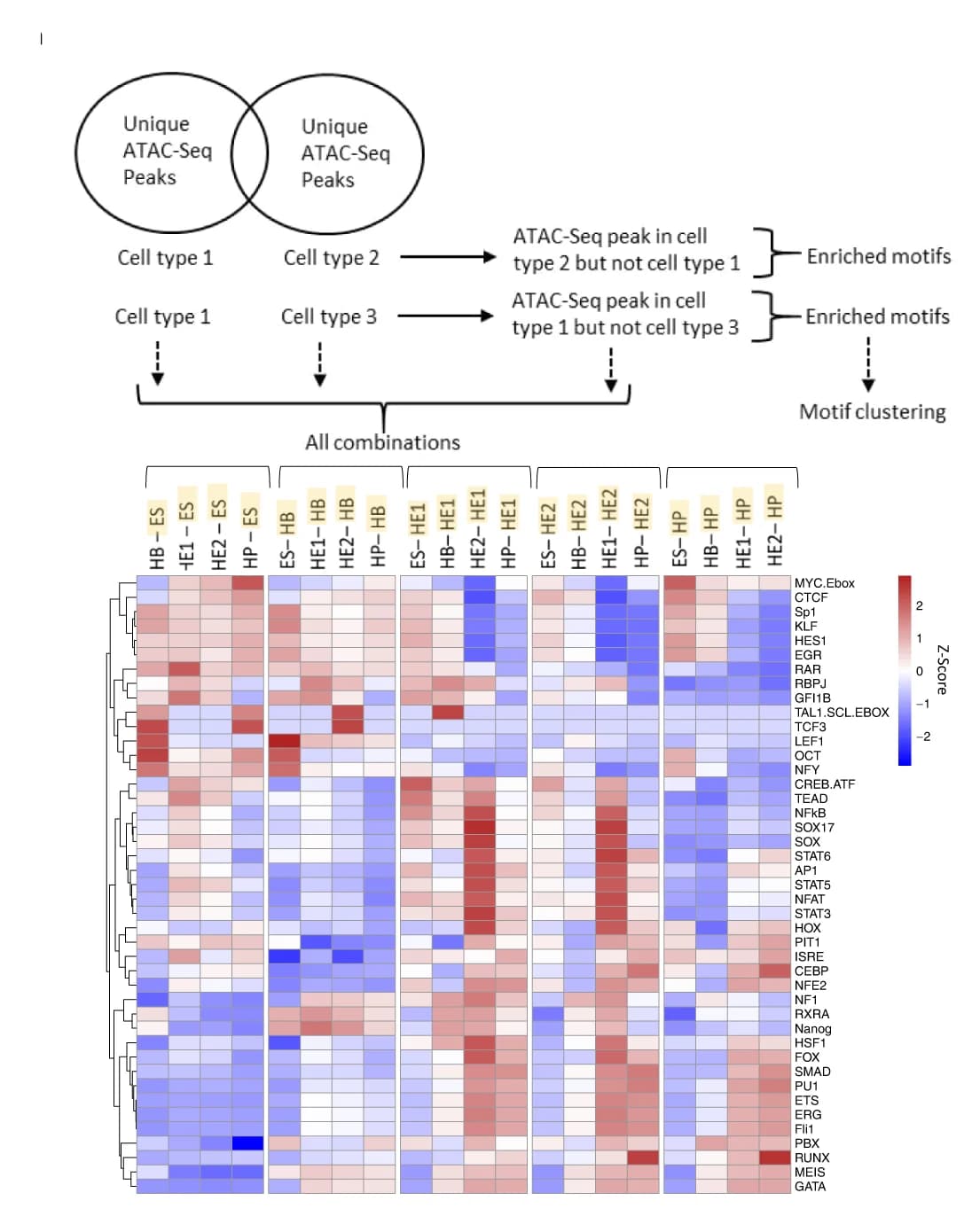Open access visualization of Heatmap, Clustered, Venn Diagram, TF Binding Motifs, Cell Type Specific