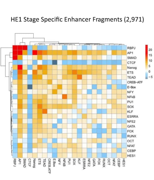 Open access visualization of Heatmap, Clustered, Motif Co-localization Analysis, Heatmaps, Z-Score Enrichments