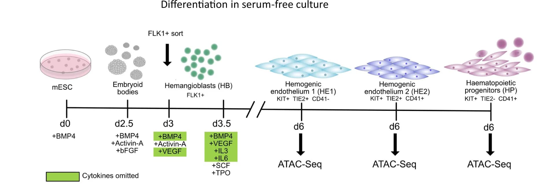 Open access visualization of Workflow, Illustration, Blood Progenitor Differentiation, Cytokines, Blast Culture