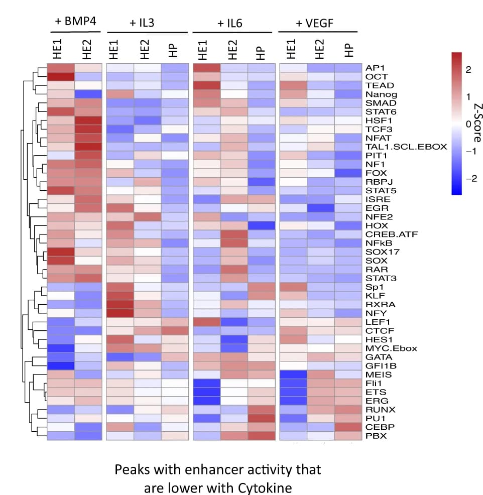 Open access visualization of Heatmap, Clustered, TF Binding Motif Enrichment, ATAC Peaks, Cytokines