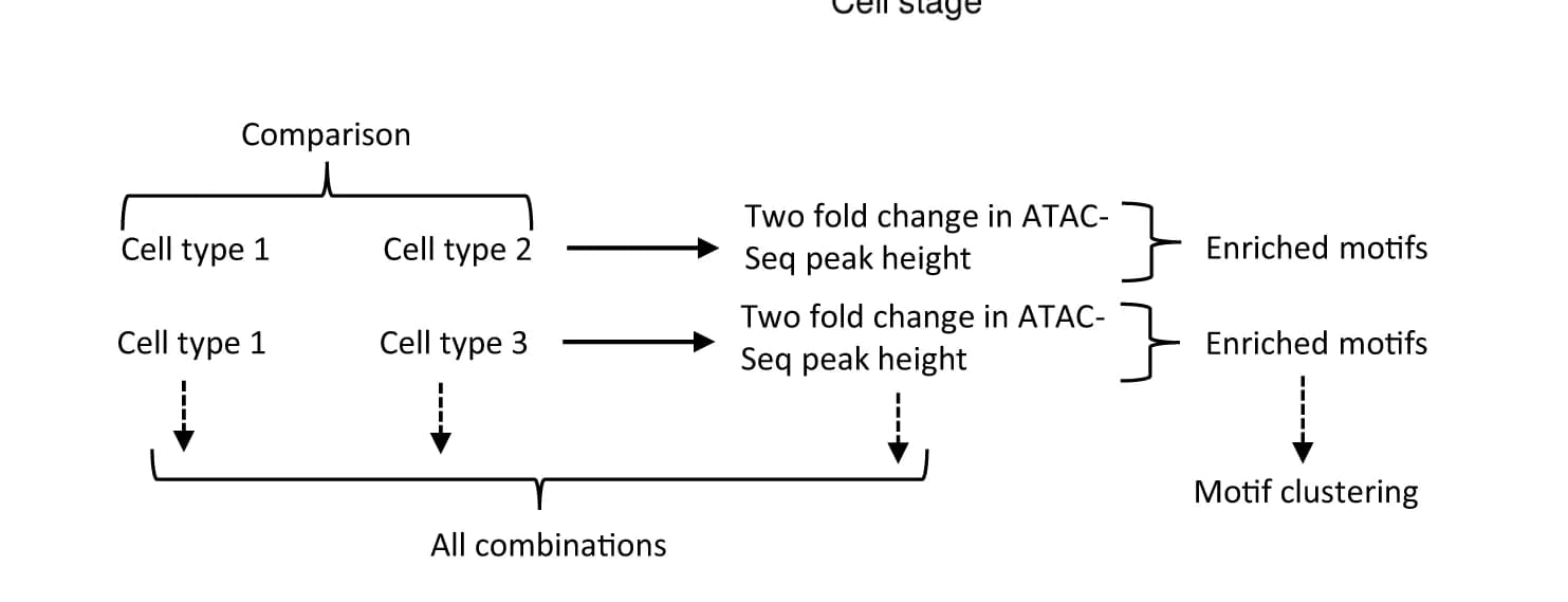 Open access visualization of Workflow, Flowchart, Illustration, Motif Clustering Analysis, TF Binding Motifs