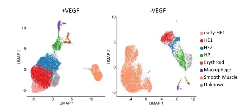 Open access visualization of UMAP, Single cell gene expression, HE1, HE2, UMAP clustering analysis
