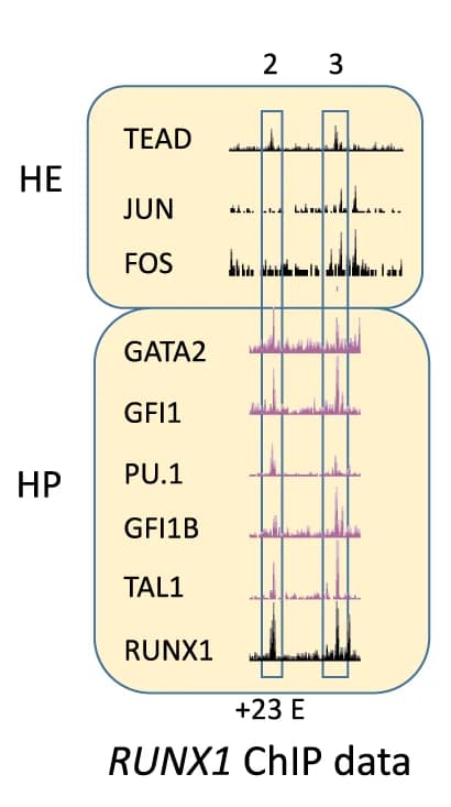 Open access visualization of Line Plot, Density Plot, Chip data, Transcription factors, RUNX1 Enhancers