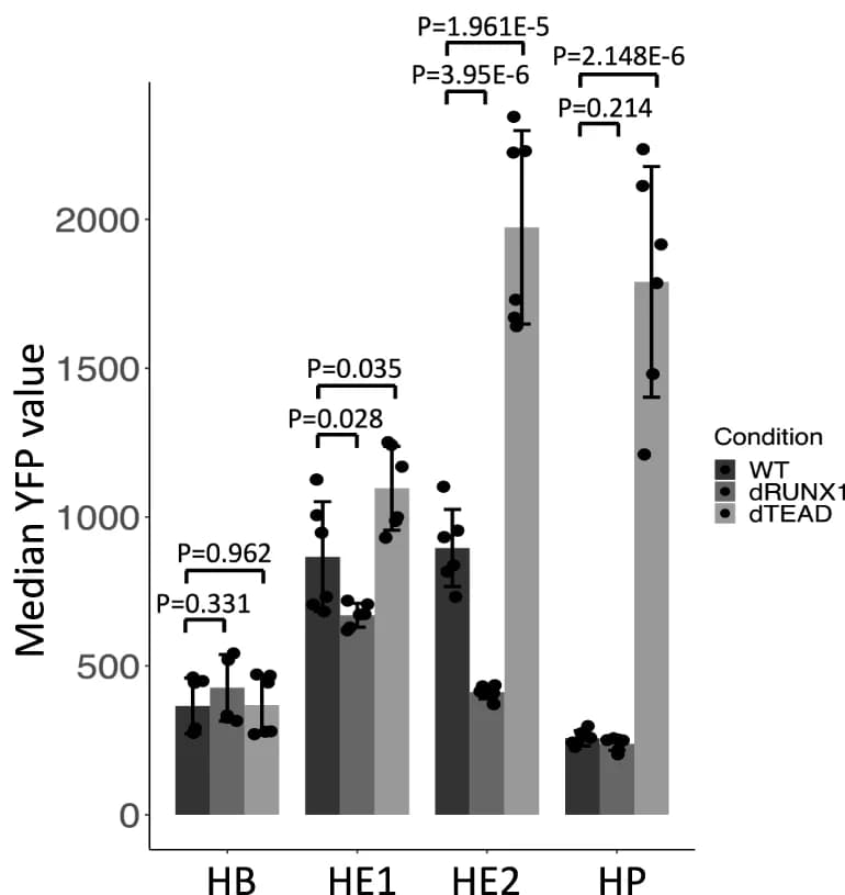 Open access visualization of Bar Plot, Error Bars, Clustered, TEAD, RUNX1 binding sites
