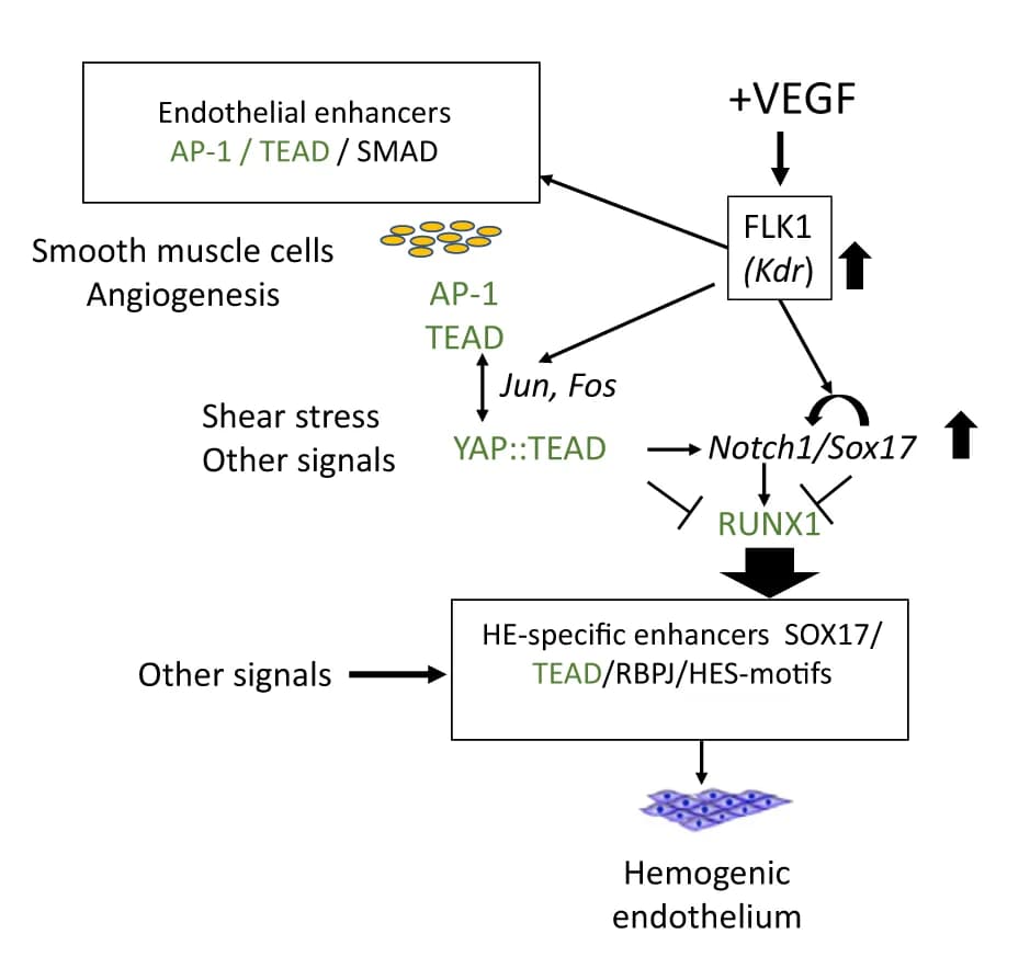 Open access visualization of Workflow, Flowchart, Illustration, Gene Regulatory Network, Signaling Network