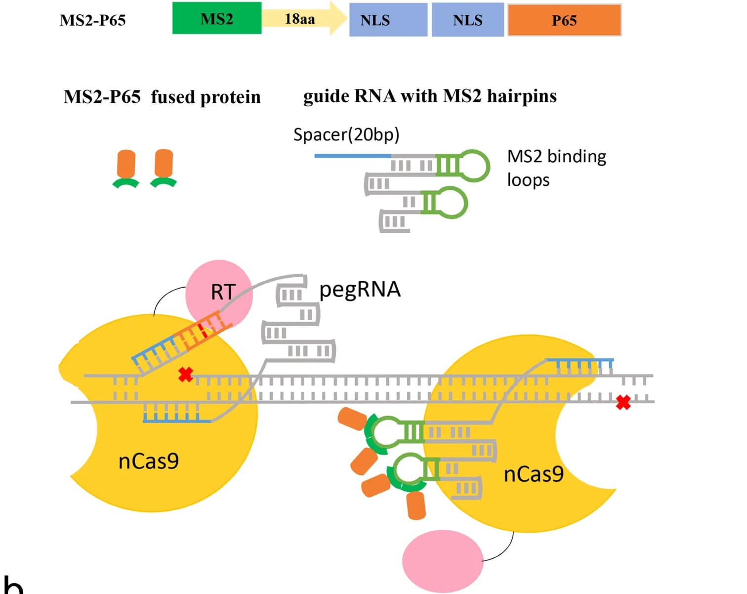 Open access visualization of Workflow, Illustration, MS2-P65 Fusion Protein, PE3, PE5