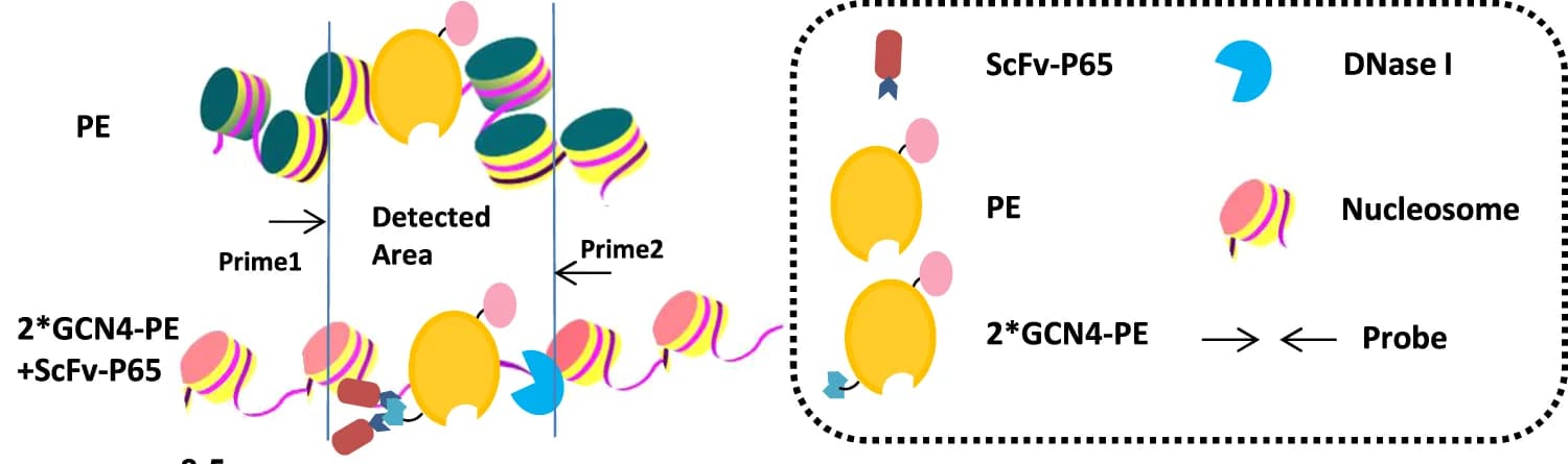 Open access visualization of Workflow, Illustration, Prime Editors, DNase I Digestion Assays