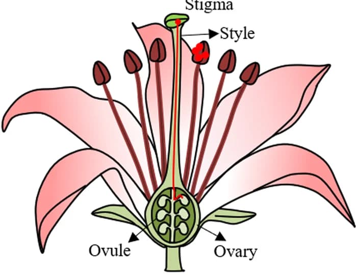 Open access visualization of Illustration, Flower, Pollen Tube, Stigma, Style