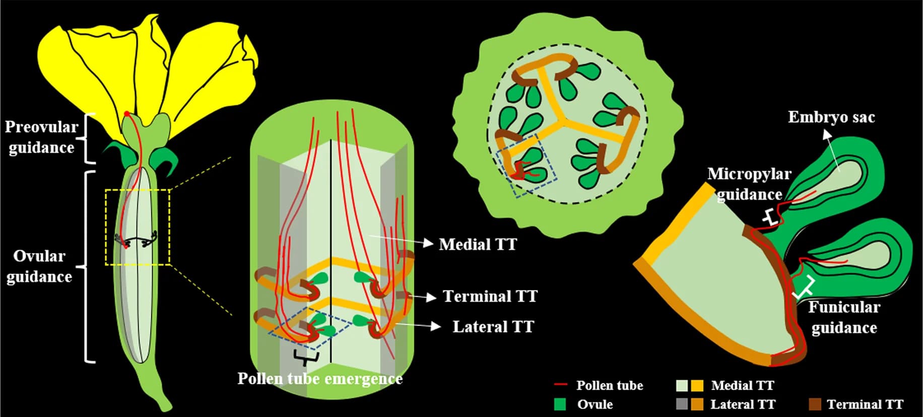 Open access visualization of Illustration, Pollen Tube, Female Reproductive Tract, Cucumber, Ovary Transmitting Tract