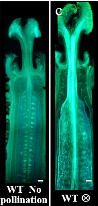 Open access visualization of Microscopy, Longitudinal Sections, Pollen Tube, Transmitting Tract, Ovaries