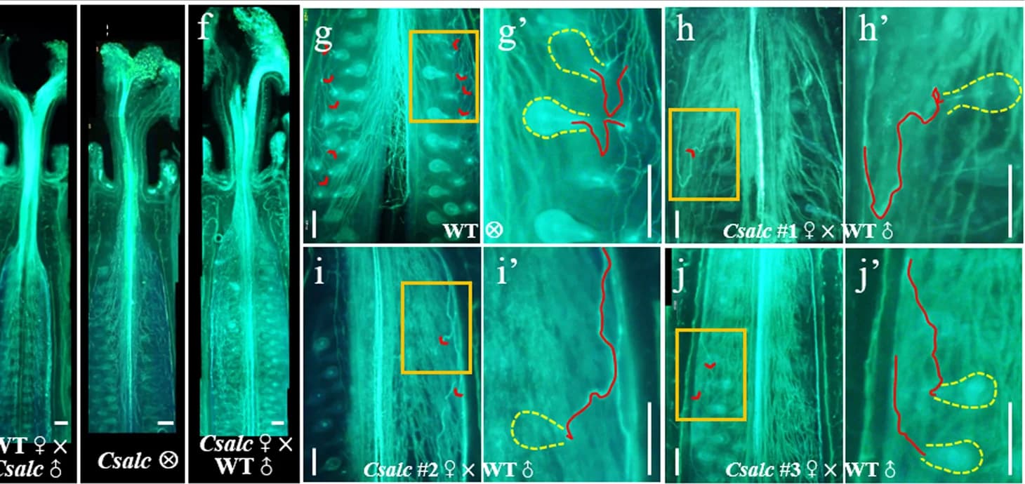 Open access visualization of Microscopy, Longitudinal Sections, Pollen Tube, Transmitting Tract, Ovaries