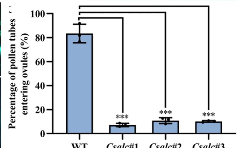 Open access visualization of Bar Plot, Error Bars, Pollen Tube, Ovules, Mutants