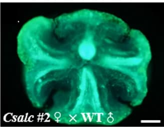 Open access visualization of Microscopy, Transverse Sections, Pollen Tube, Terminal Transmitting Tract, Ovaries