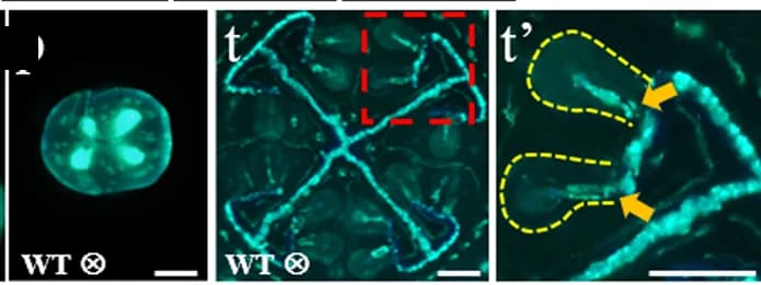 Open access visualization of Microscopy, Transverse Sections, Pollen Tube, Terminal Transmitting Tract, Ovaries