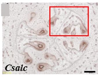 Open access visualization of Microscopy, CsRALF19, Transmitting Tract, WT, Csalc Ovaries