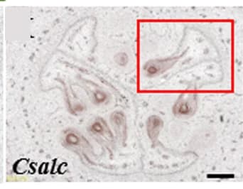 Open access visualization of Microscopy, CsRALF4, Transmitting Tract, WT, Csalc Ovaries