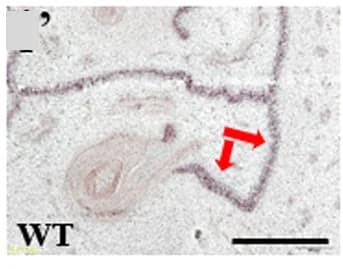 Open access visualization of Microscopy, CsRALF19, Transmitting Tract, WT, Csalc Ovaries