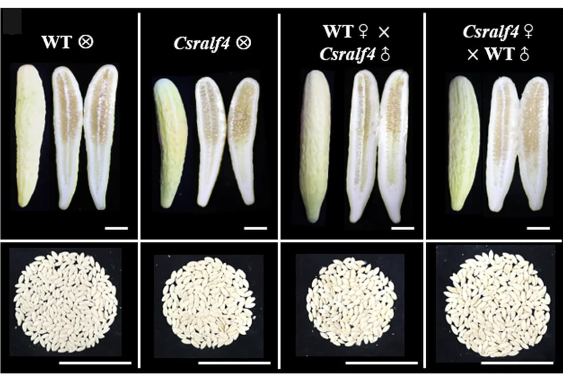 Open access visualization of Photo, Mature Fruits, Longisection, Harvested Seeds, Reciprocal Crosses