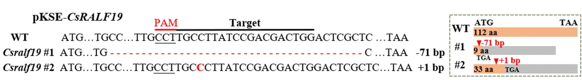 Open access visualization of Illustration, Mutation forms, Csralf19 lines, Target sequences, PAMs