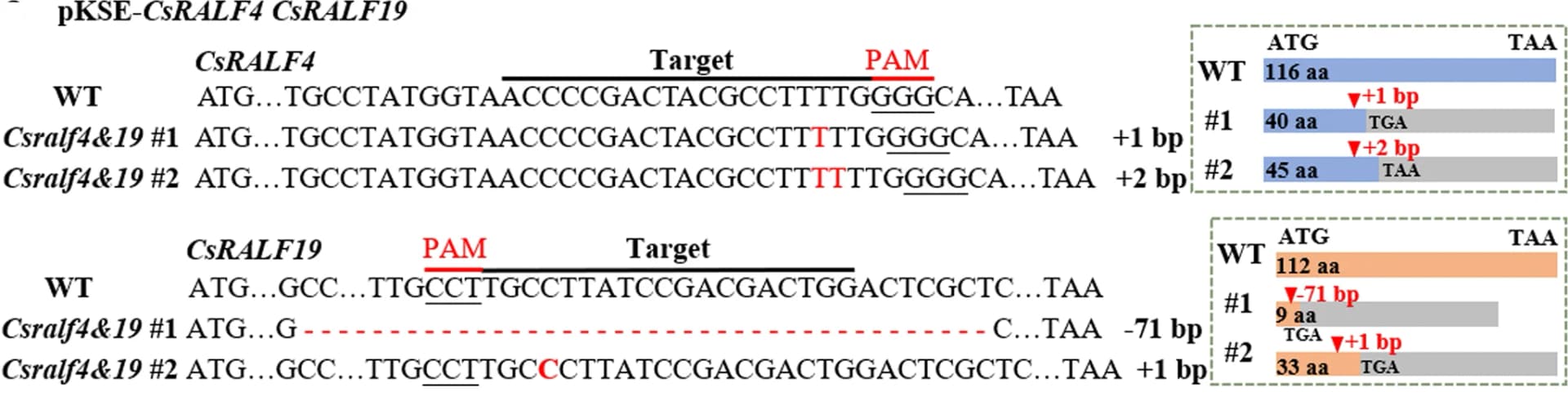 Open access visualization of Illustration, Mutation forms, Csralf4 Csralf19 lines, Target sequence, PAM