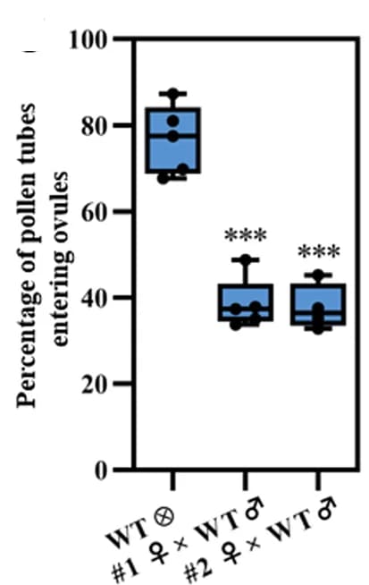 Open access visualization of Box Plot, Scatter Plot, Quantitative Analysis, Pollen Tubes, Ovules