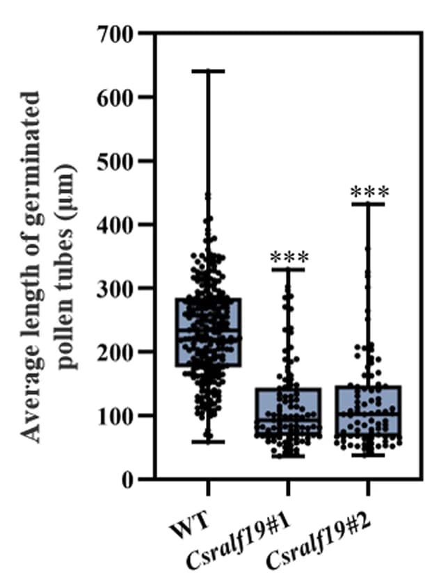 Open access visualization of Box Plot, Scatter Plot, Quantitative Analysis, Pollen Tubes Length, Student's t-test