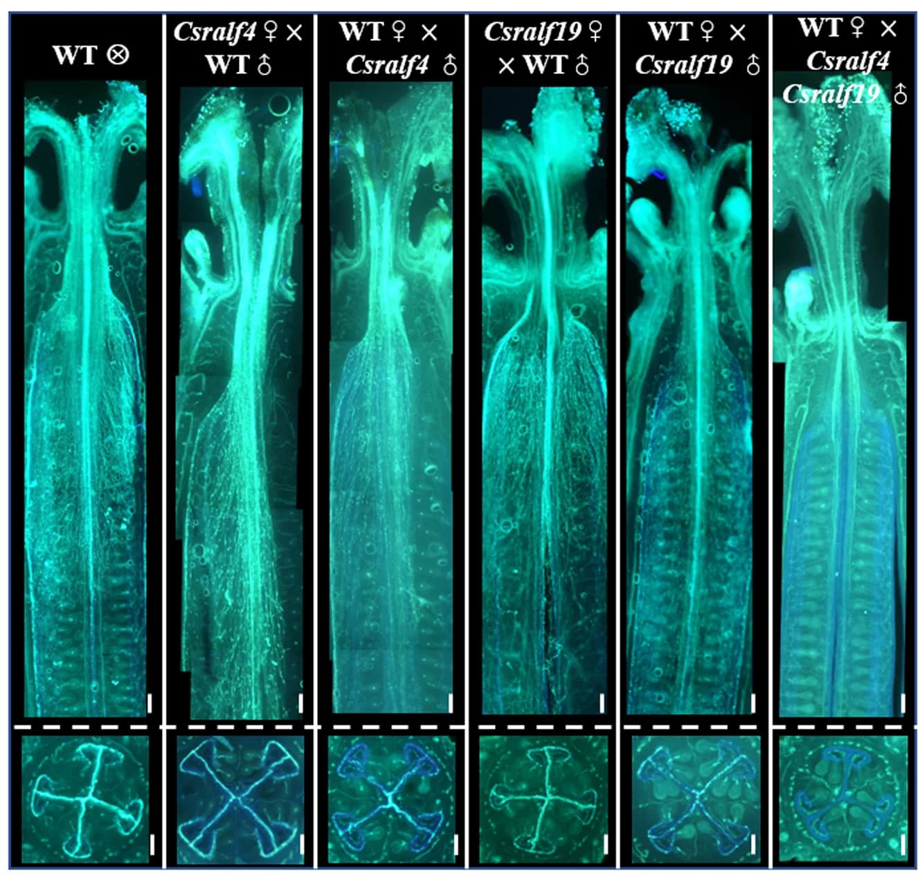 Open access visualization of Microscopy, Aniline Blue Staining, Pollen Tubes, Longitudinal Sections, Transverse Sections