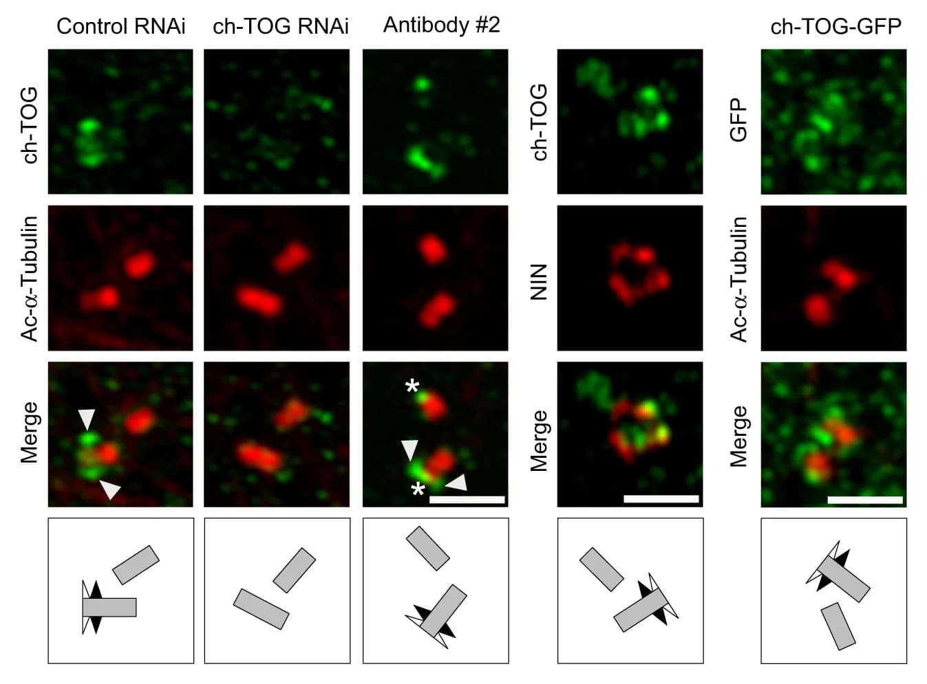 Open access visualization of Microscopy, Illustration, 3D-SIM Images, Centrosomal Immunofluorescence Staining, U2OS Cells