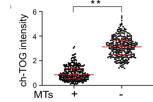 Open access visualization of Scatter Plot, Error Bars, Centriolar Intensities, ch-TOG staining, Microtubules
