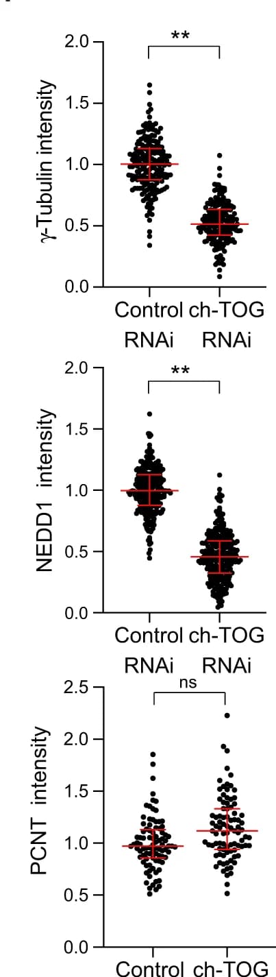 Open access visualization of Scatter Plot, Error Bars, Centriolar gamma-tubulin, NEDD1, PCNT Staining