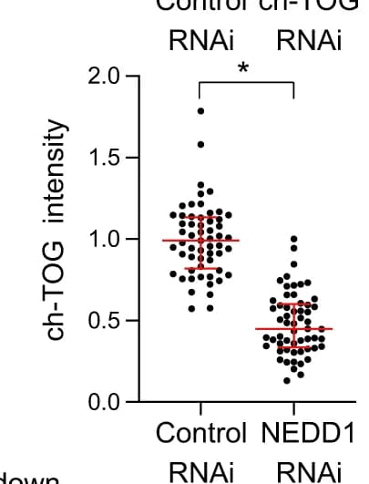 Open access visualization of Scatter Plot, Error Bars, Centriolar ch-TOG, Quantification, Normalization