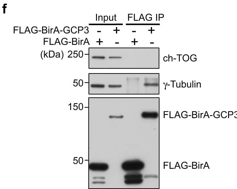 Open access visualization of Gel, HEK293T Cells, Flag-BirA, Flag-BirA-GCP3, Affinity Pulldown