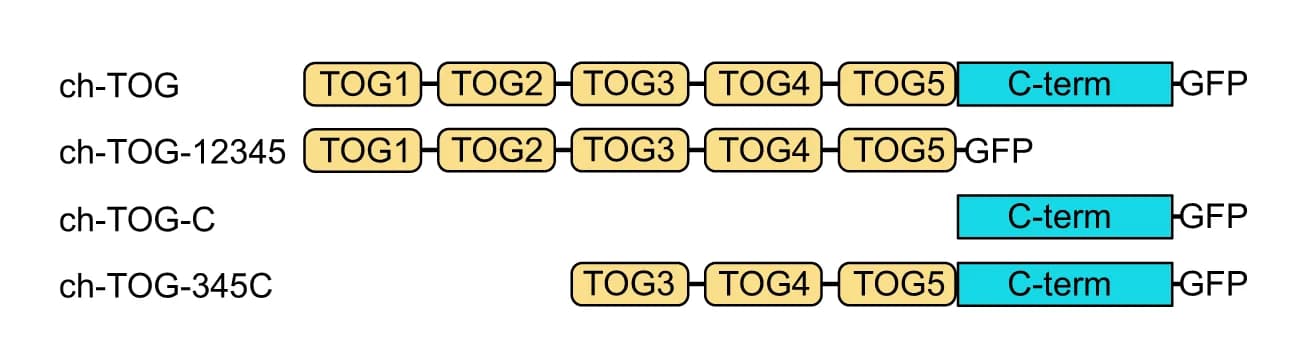 Open access visualization of Illustration, Recombinant ch-TOG, Truncation Mutants, GFP Tag, TOG Domains
