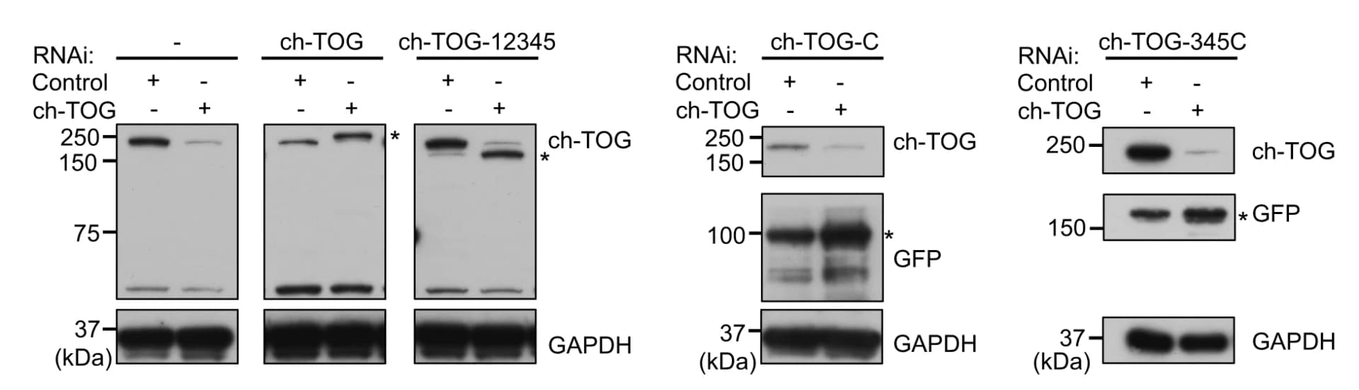 Open access visualization of Gel, U2OS Cells, Wild Type Cells, Recombinant GFP-tagged ch-TOG, ch-TOG siRNA