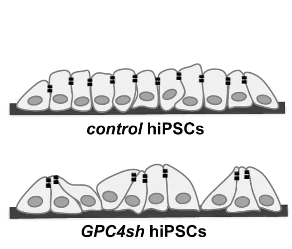 Open access visualization of Illustration, Epithelial Cells, Morphology, hiPSCs, Tight Junctions