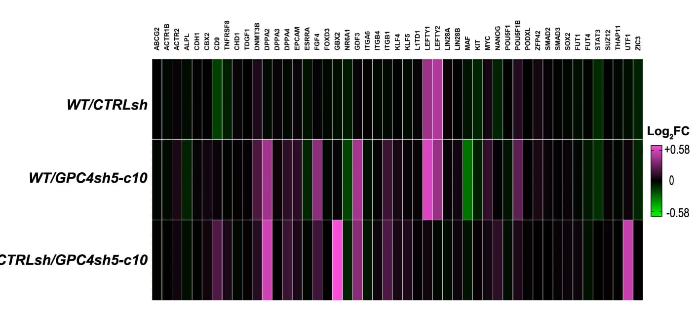 Open access visualization of Heatmap, RNA-seq, Pluripotency genes, hiPSCs, Transcript levels