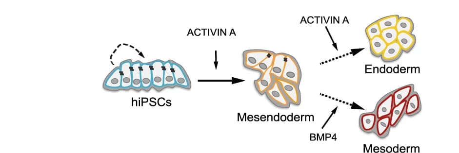 Open access visualization of Workflow, Differentiation, MES, DE, ME