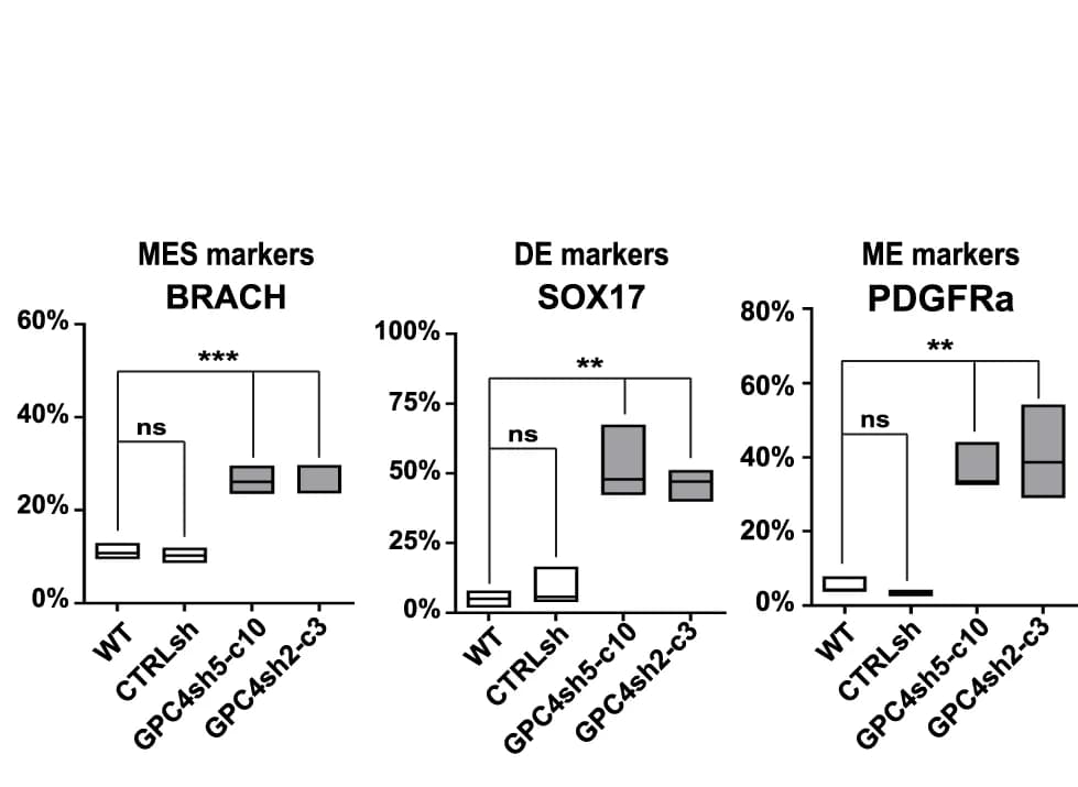 Open access visualization of Box Plot, Cell quantification, BRACH, SOX17, PDGFRa